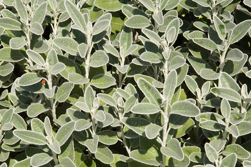 Leaves of Brachyglottis greyi, also called Senecio greyi, with the common name daisy bush, a member of the large Asteraceae family , Seattle
